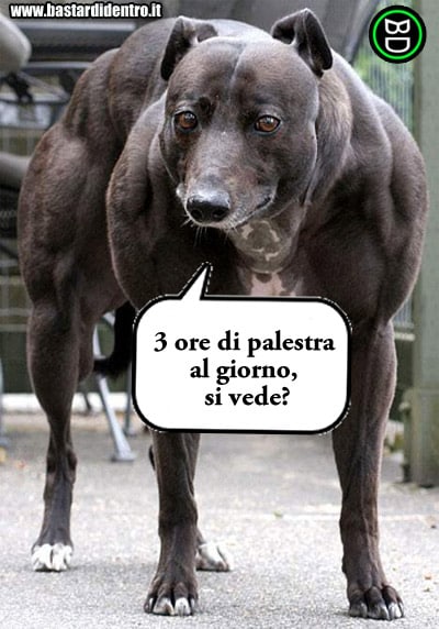 cane_culturista.jpg