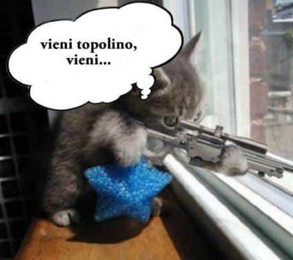 cat killer