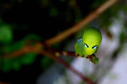 15 misteriosi Bruchi che sembrano Alieni! 15 misteriosi Bruchi che sembrano Alieni!